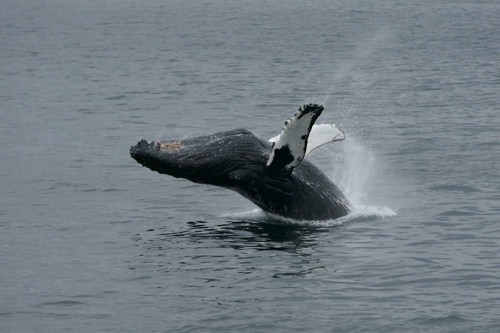 Humpback Whale